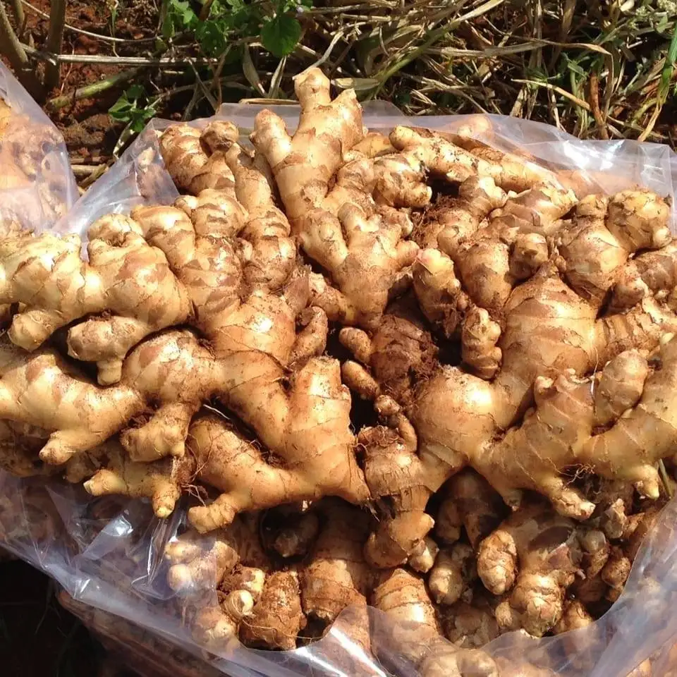 Имбирь высокого качества вьетнамский имбирь 100% Органические свежие Имбирные продукты и напитки одиночные специи приправа