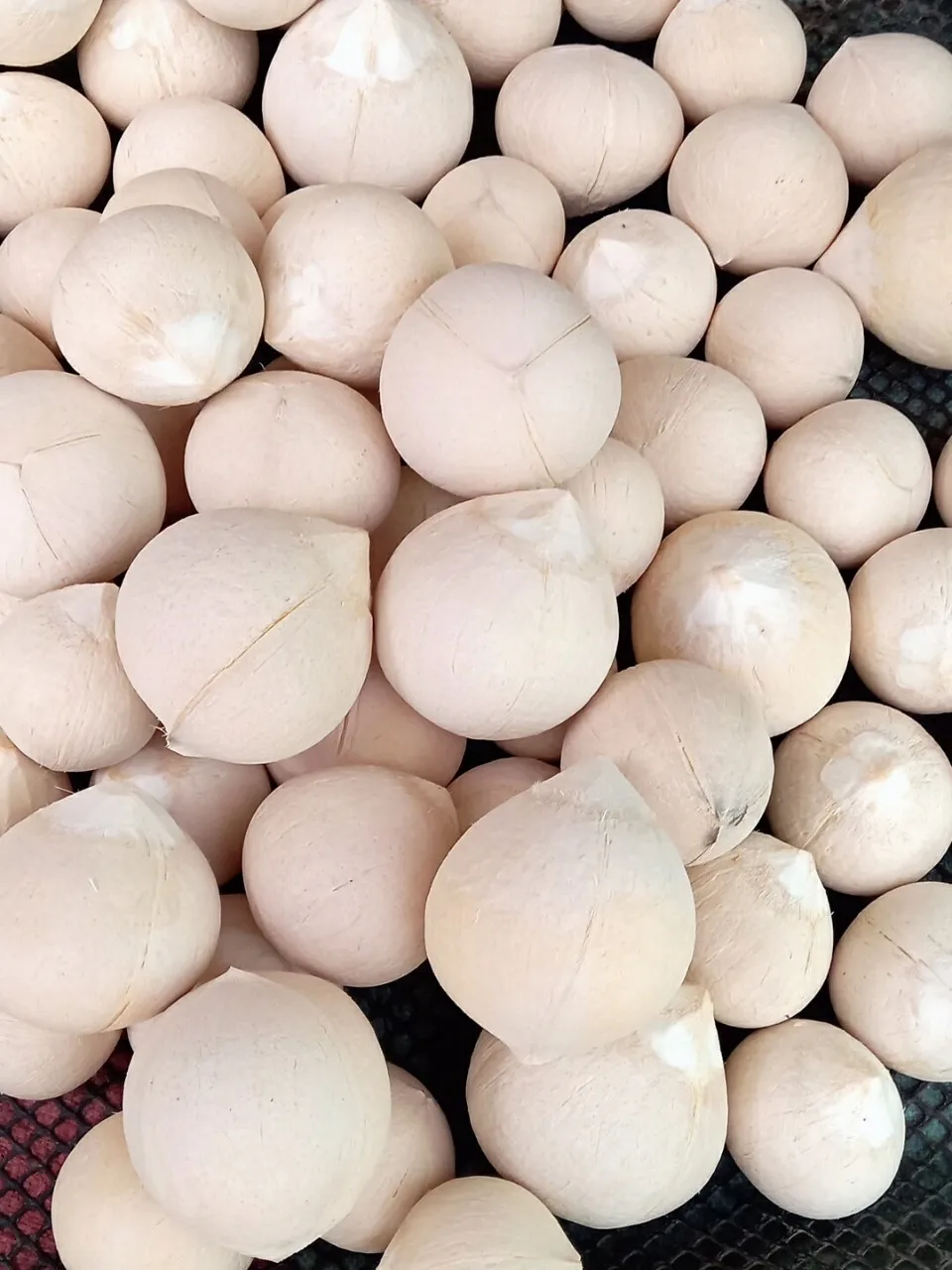 Fresh Coconut Diamond Cut Coconut No Husk Made In Vietnam High Quality 100% Natural Sweet Fresh