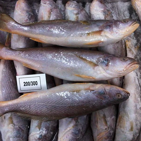 Wholesale Seafood Supplier Frozen Croaker For Sale In Cheap Price