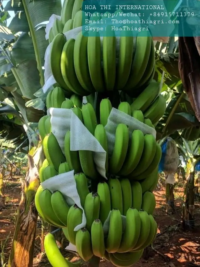 The Premium Fresh Cavendish Banana Vietnam With High Quality And Best Price For Export Ready To Shipping EU ASIA Market