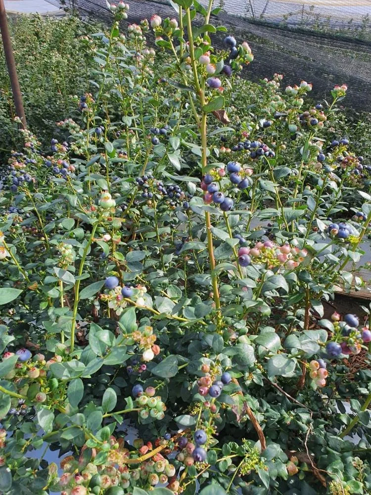 Свежая Черника высшего качества для продажи