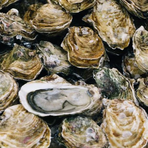 Frozen Oyster In Shell For Sale
