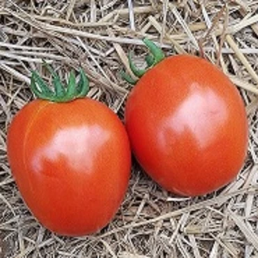 
Tomato Hybrid Rida F1 Seeds 