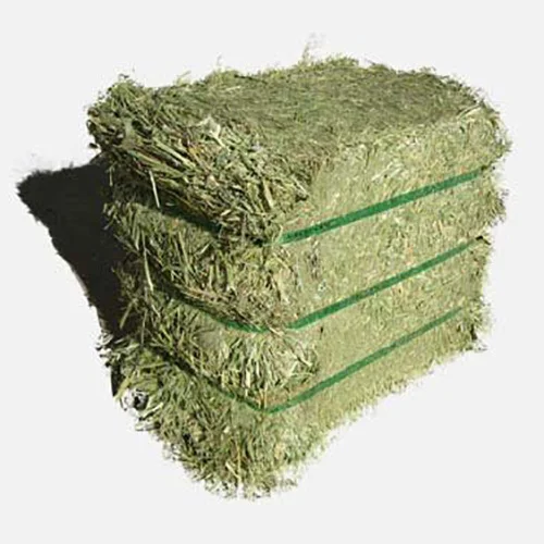 Продажа семян Альфальфа (большие сжатые