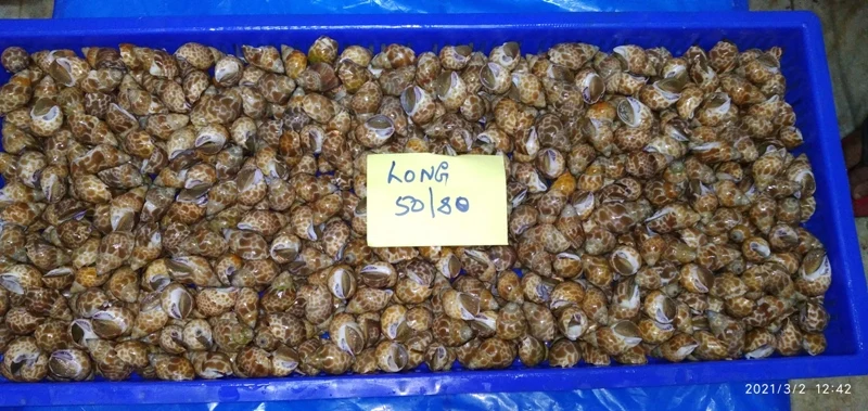 
LIVE FROZEN BAIGAI WHOLE 