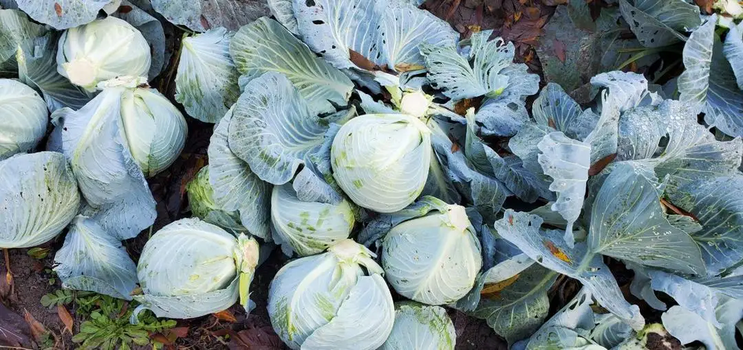 Fresh Cabbage Natural High Quality New Crop