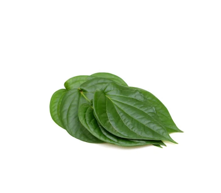 Indian Betel Leaves wholesale high quality indian exporters bulk fresh best price good quality vegetables fresh