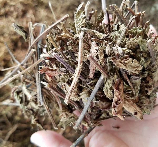  Желе для сушеной травы по лучшей цене органическое сушеное черное травяное желе