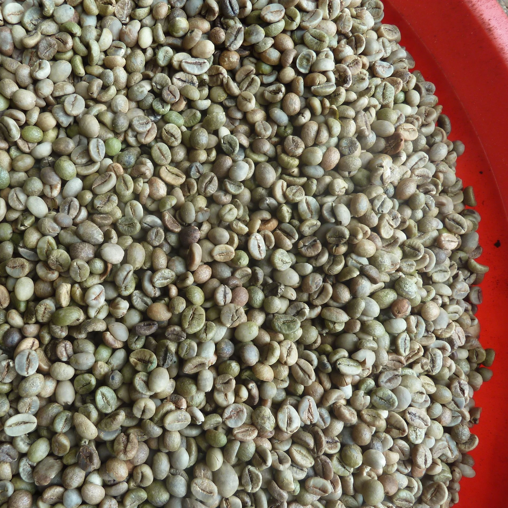 Кофейный экран ROBUSTA из Вьетнама, 16 качество чистоты