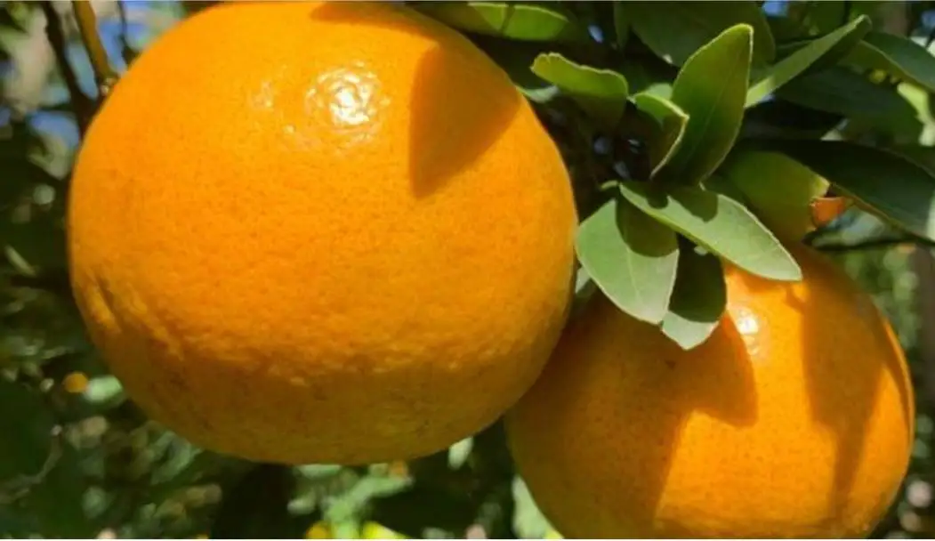 Best Quality Wholesale Fresh Sai Nam Phueng Orange Fruit from
