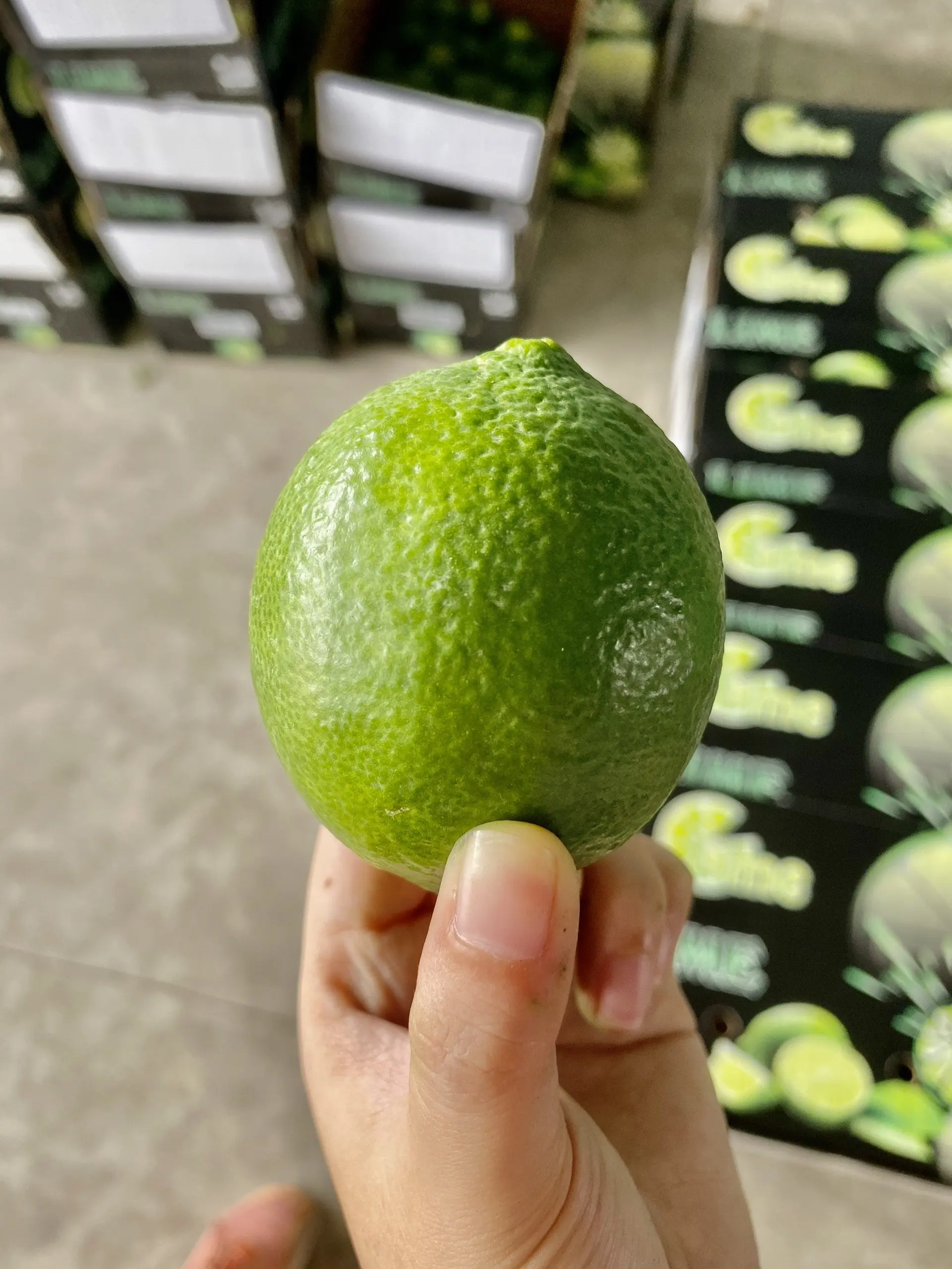 FRESH LIME LEMON from VIETNAM GREEN FRESH Maturity 6kgs-8kgs 0.016 Kg a Grade 4-5cm TT LC COMMON Cultivation