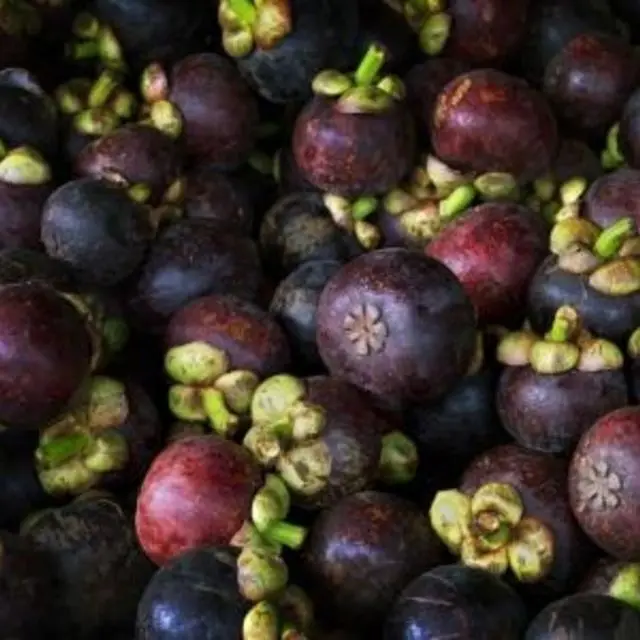 Fresh Mangosteen with thick juicy pulp from Vietnam - Ms KiO HYUNH + 84 34 375 8904
