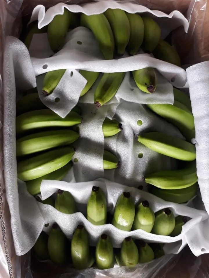 Свежий банан с сертификацией HACCP помогает улучшить экспорт здоровья из Вьетнама