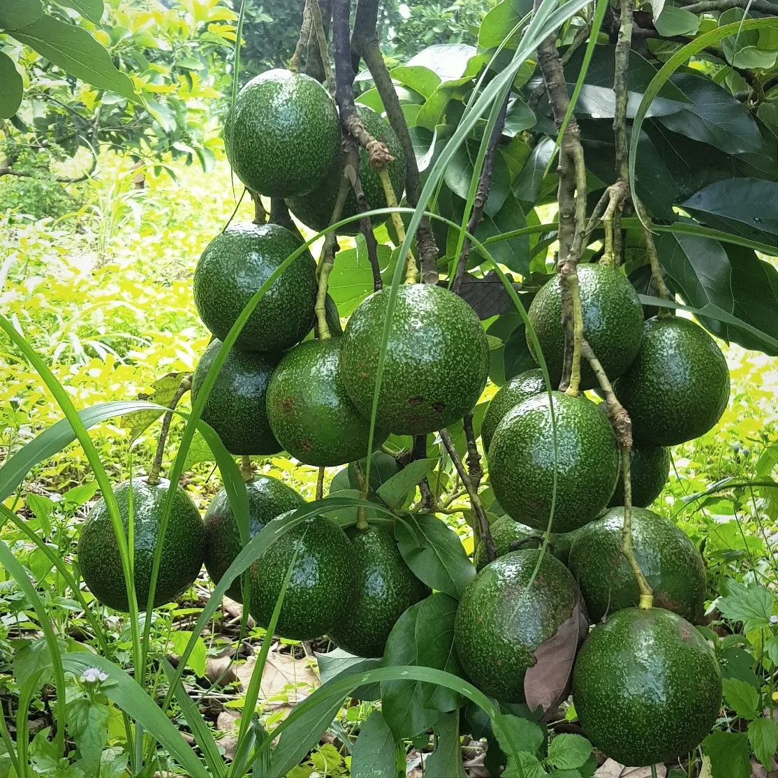 
Vietnam Avocado fresh fruit- Premium, high quality, clean farming, VietGap, prestige, attractive price 