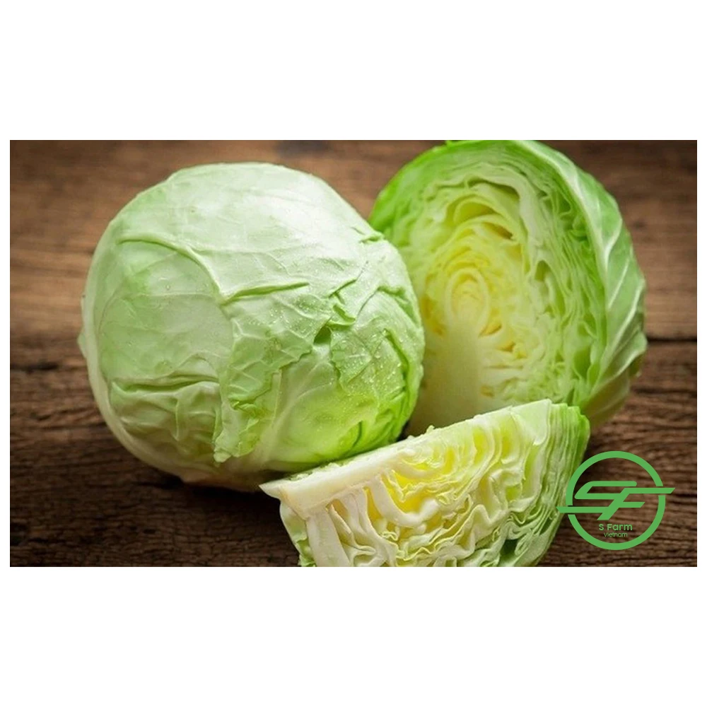 Заводской поставщик оптовая продажа новейший Урожай Белой зеленой капусты