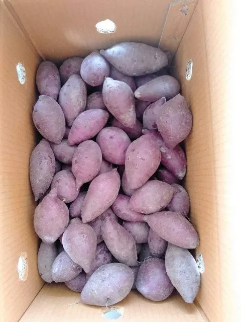 Свежий японский сладкий картофель