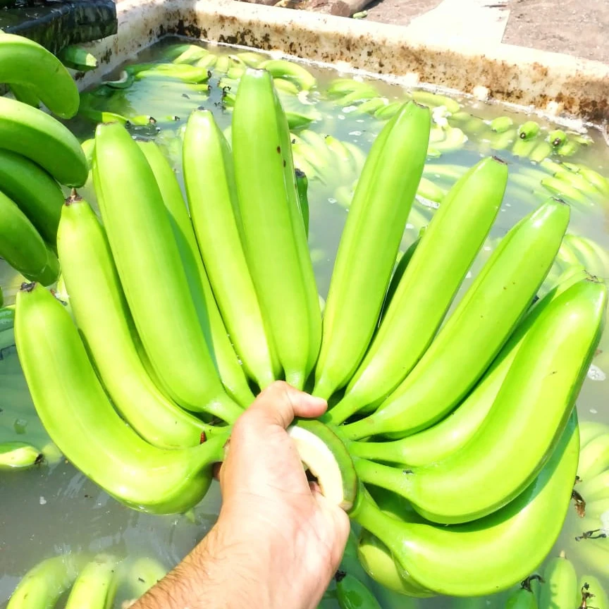 
Fresh Long Green Cavendish Banana Exporters 