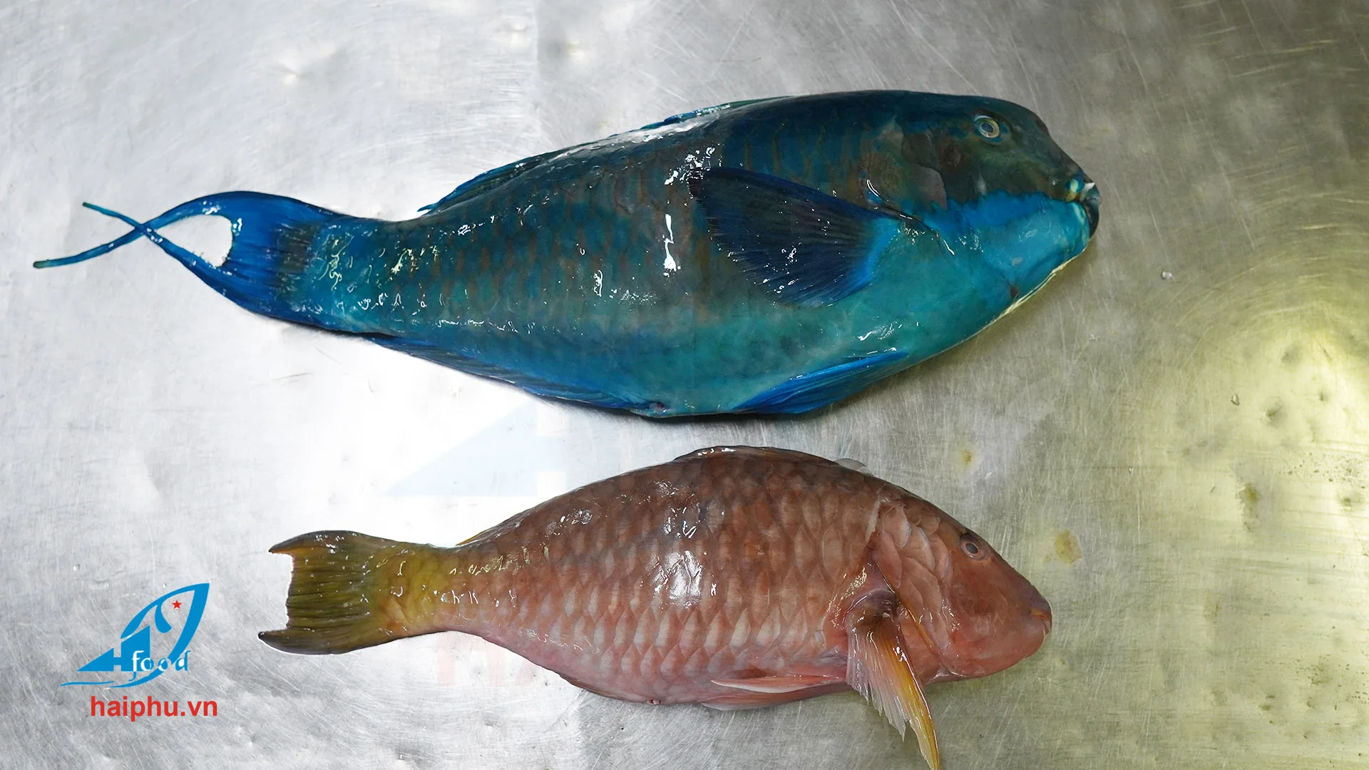 Замороженный попугай рыба безголовая высокое качество хит продаж VN