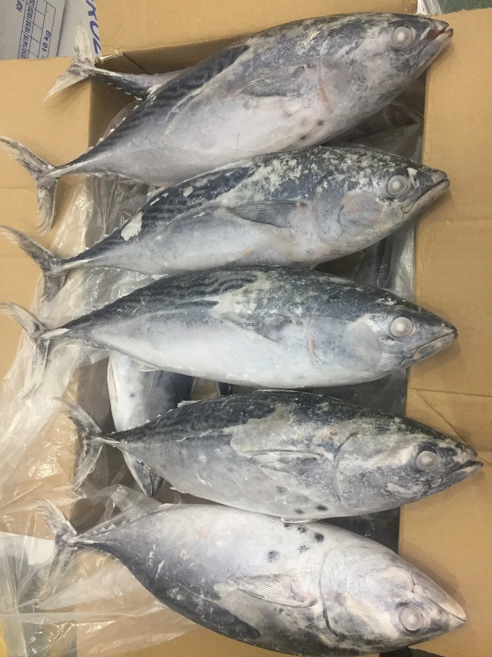  New Product Nutritious Organic Frozen Whole Eastern Little Tuna Fish From Vietnam