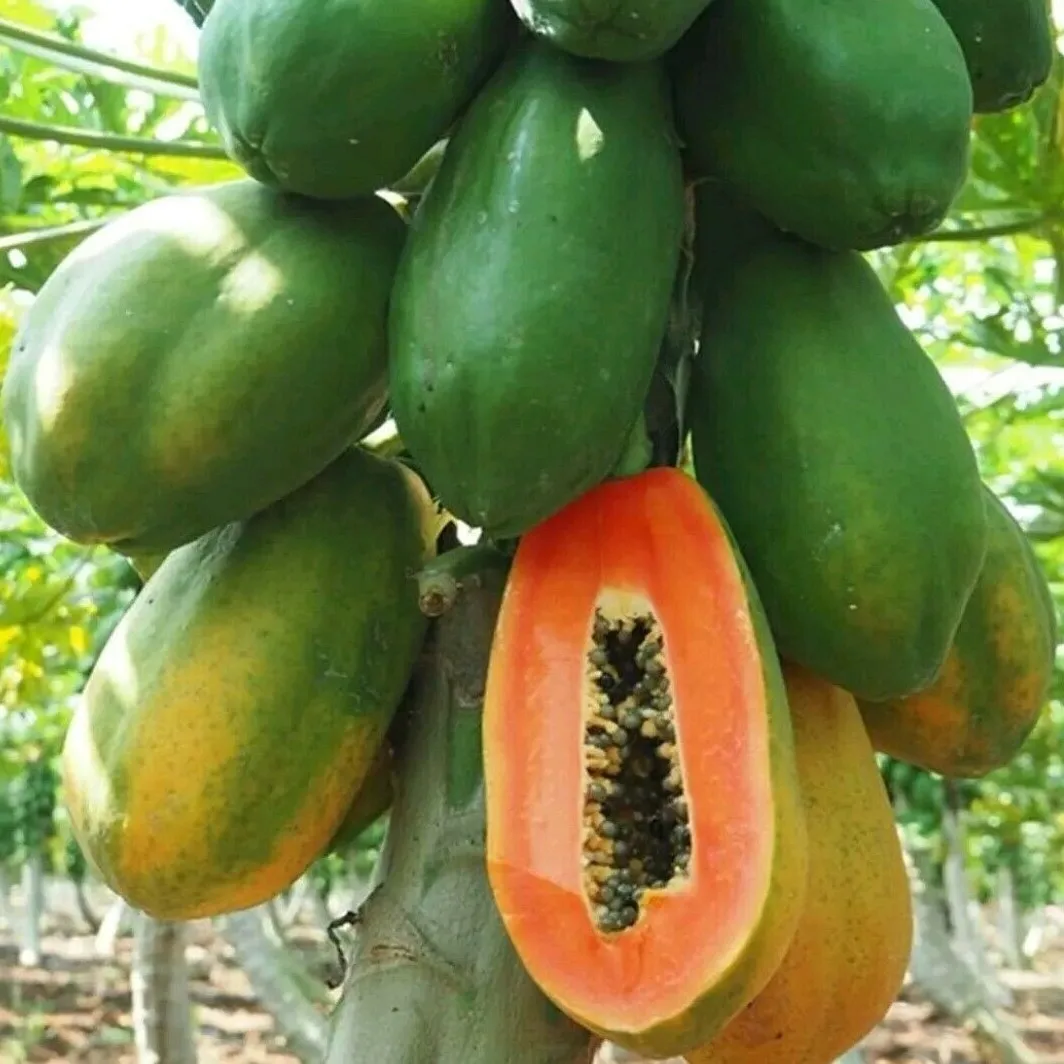 
Best seller Fresh Papaya Premium grade from Thailand by SP Organic International 