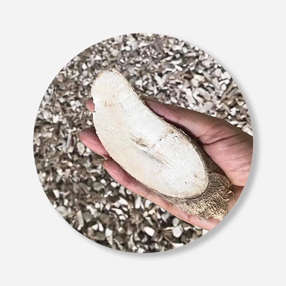 Thailand Dried Cassava Chips For Food Industry or Making Animal Feed and Ethanol