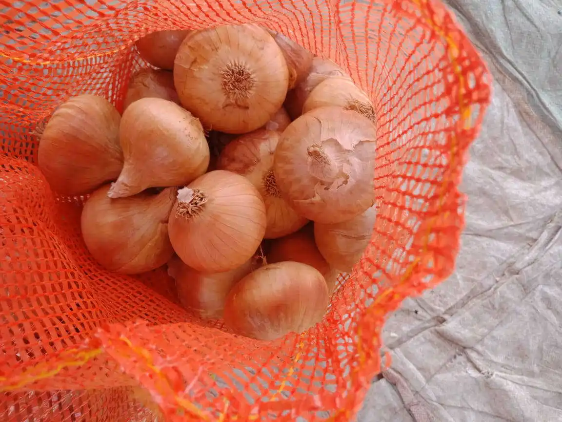 onion bag.jpg