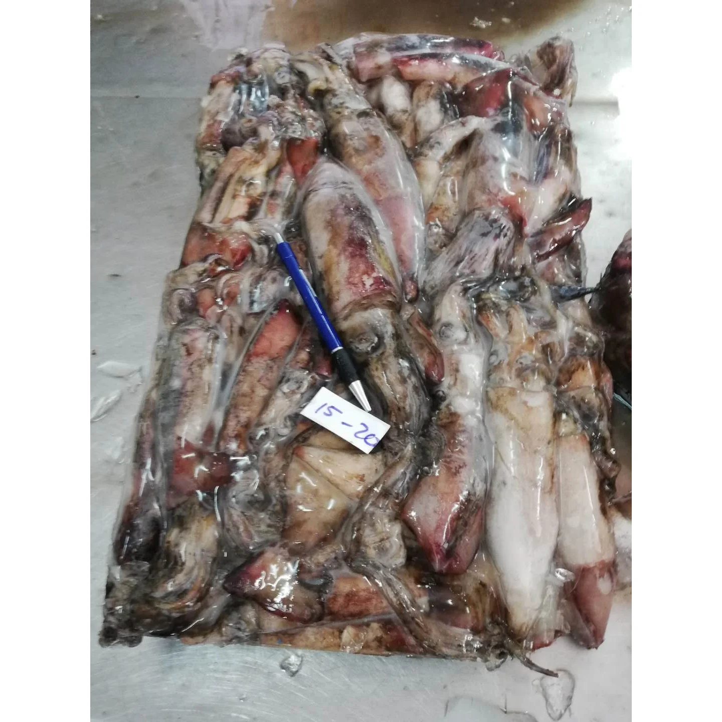 Viet Nam Bulk BLOCK Frozen NATURE Seasonal Black squid Symplectoteuthis oualaniensis