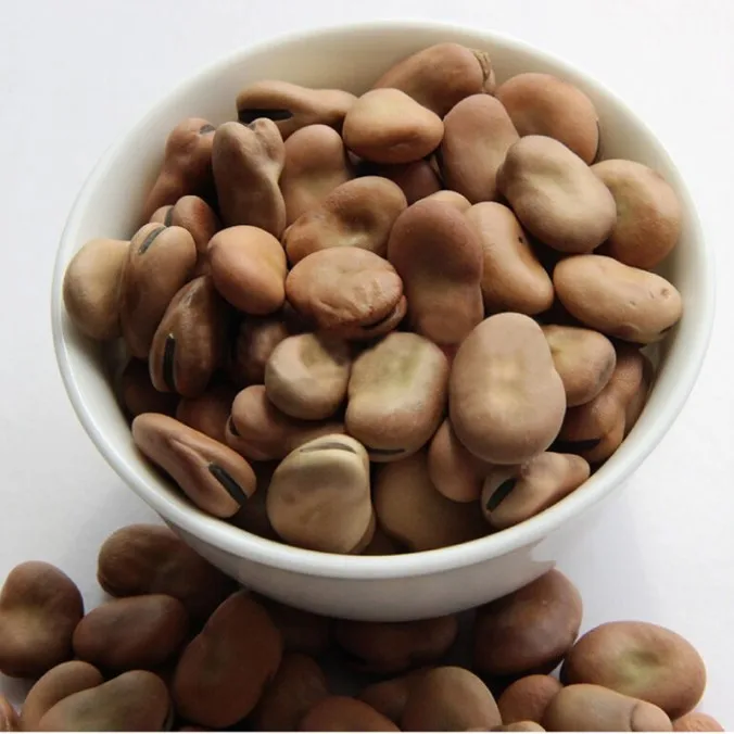 
wholesale high quality Broad beans/ Fava beans 