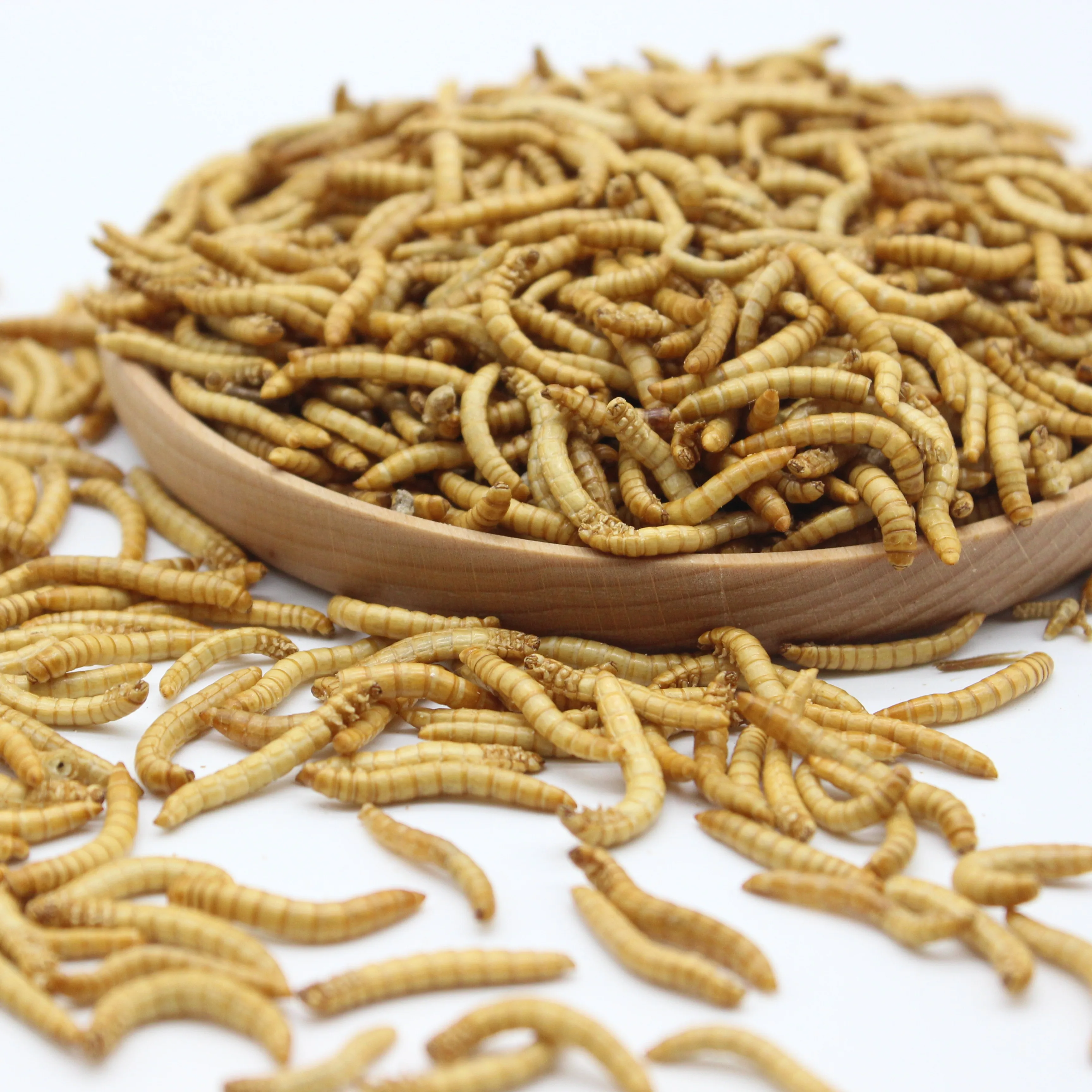 Meal worms dried for birds bulk supply