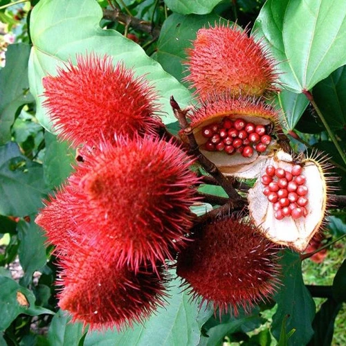 Высшая фабрика гранулы сырье натуральный красный без добавления высокая Пищевая ценность Сушеные Семена Аннато по лучшей цене/Shyn Tran + 84382089109