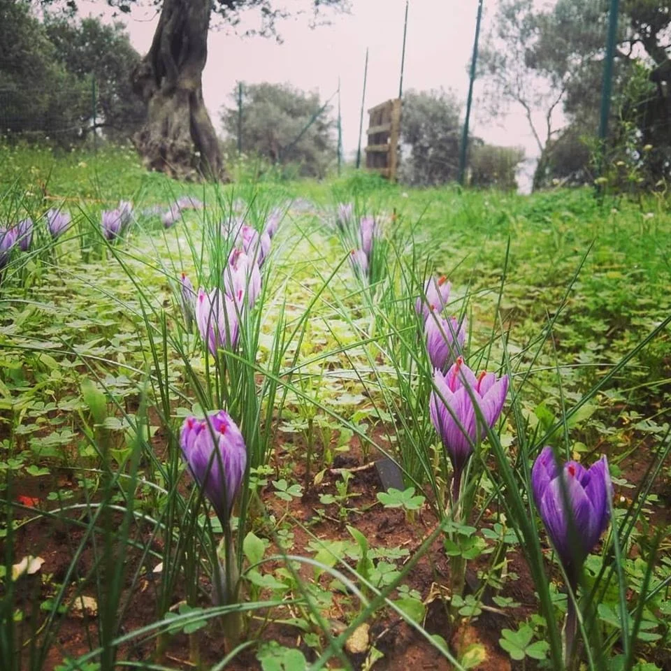 All Natural Pear and Italian Saffron Fruit Jam - Locally sourced in Italy