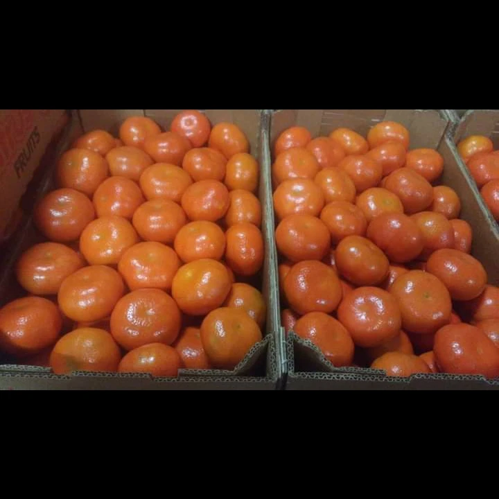 Fresh Mandarin clementine