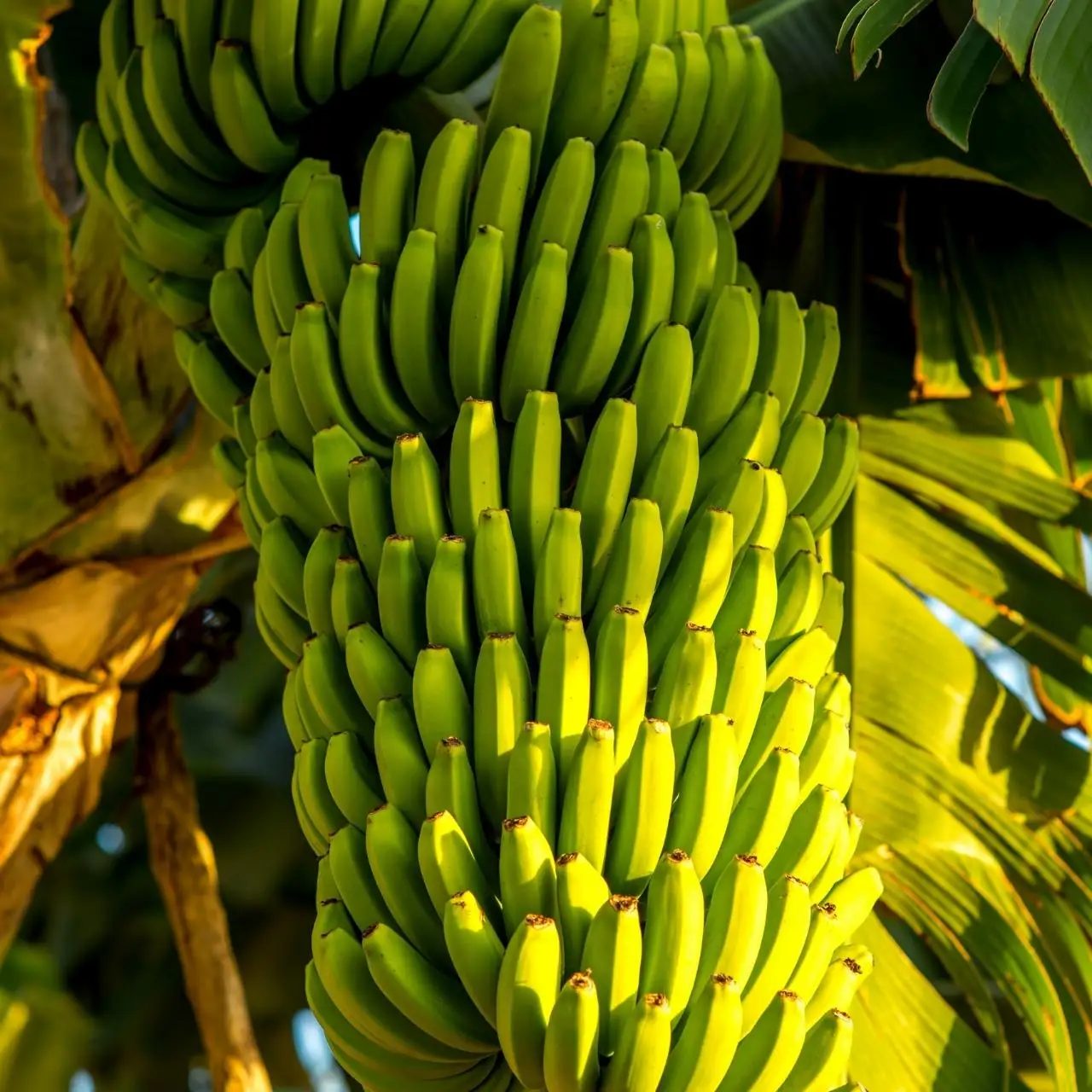 BEST PRICE FRESH CAVENDISH BANANA FOR CHINA $ KOREA MARKET