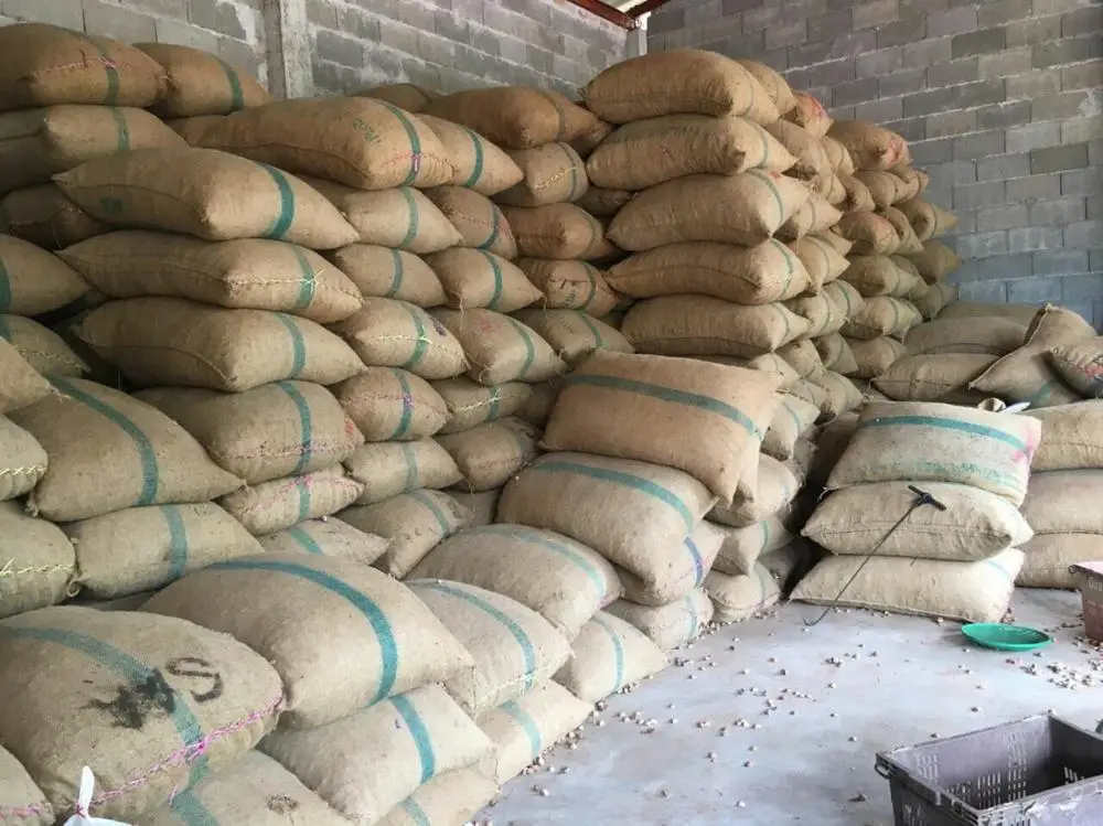 DRIED WHOLE BETEL NUT