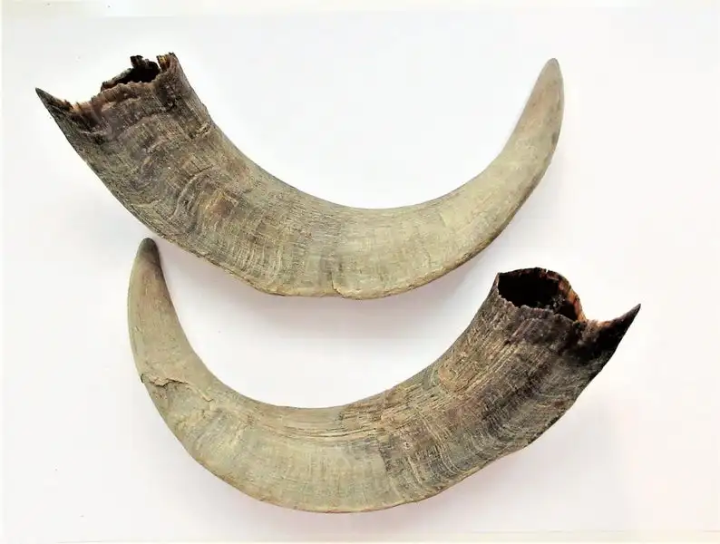 RAW RAM HORN  FOR MAKING KNIFE HANDLE