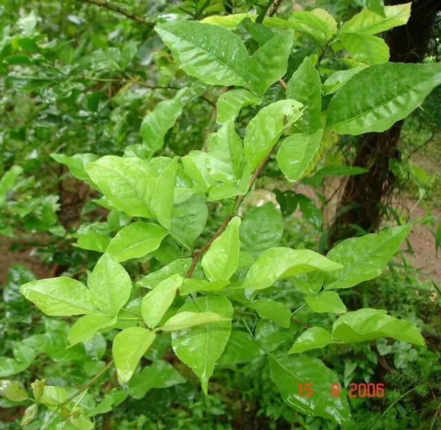 100% NATURAL Aegle Marmelos Powder (Bel Guda Powder) | vilvam Powder from Indian Agri Farm Whatsapp + 919619091811