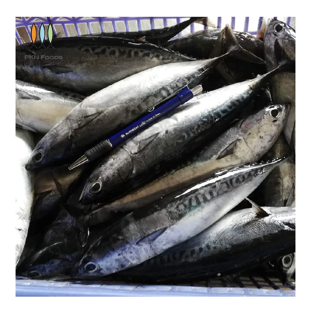 Purse Seiner Fresh Nature Seasonal Frozen Seafood Auxis Rochei Bonito with Box Packaging From Vietnam