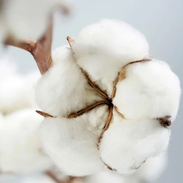 NATURAL RAW COTTON FIBER