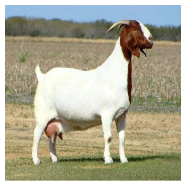 
Top Best Quality Prices 100% Full Blood Live Boer Goats Quality South Africa Live Pure Breed Boer Goat 