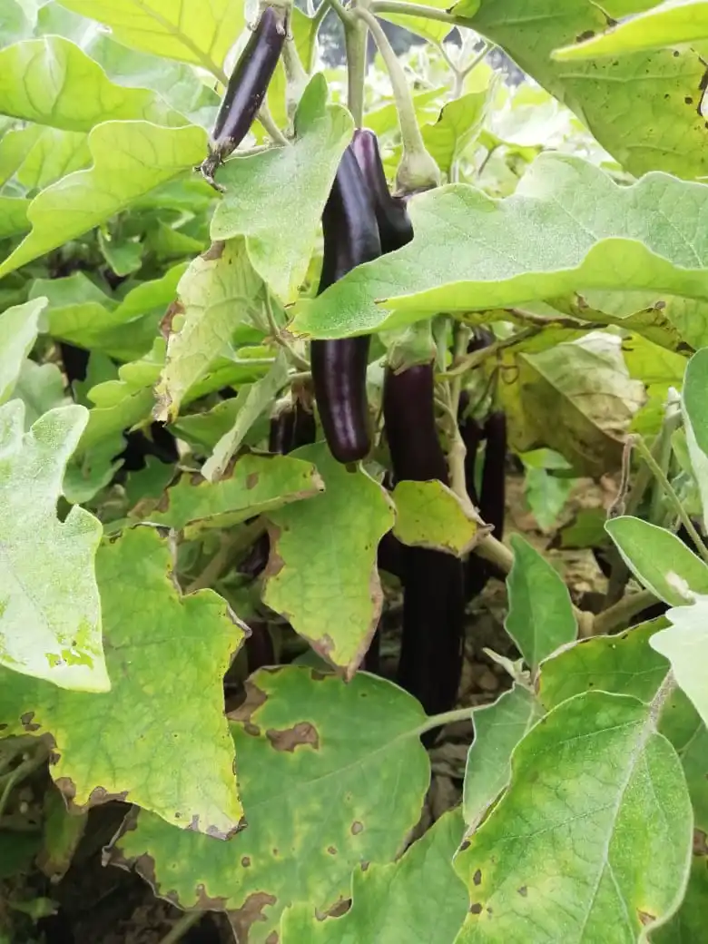  Лидер продаж семена Чили SPICEY HYBRID F1 для посева