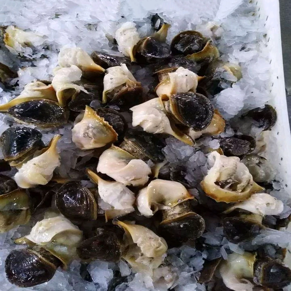 
Abalone Dried Conch Meat - Frozen Abalone Preserved Premium Quality Seafood Snacks 