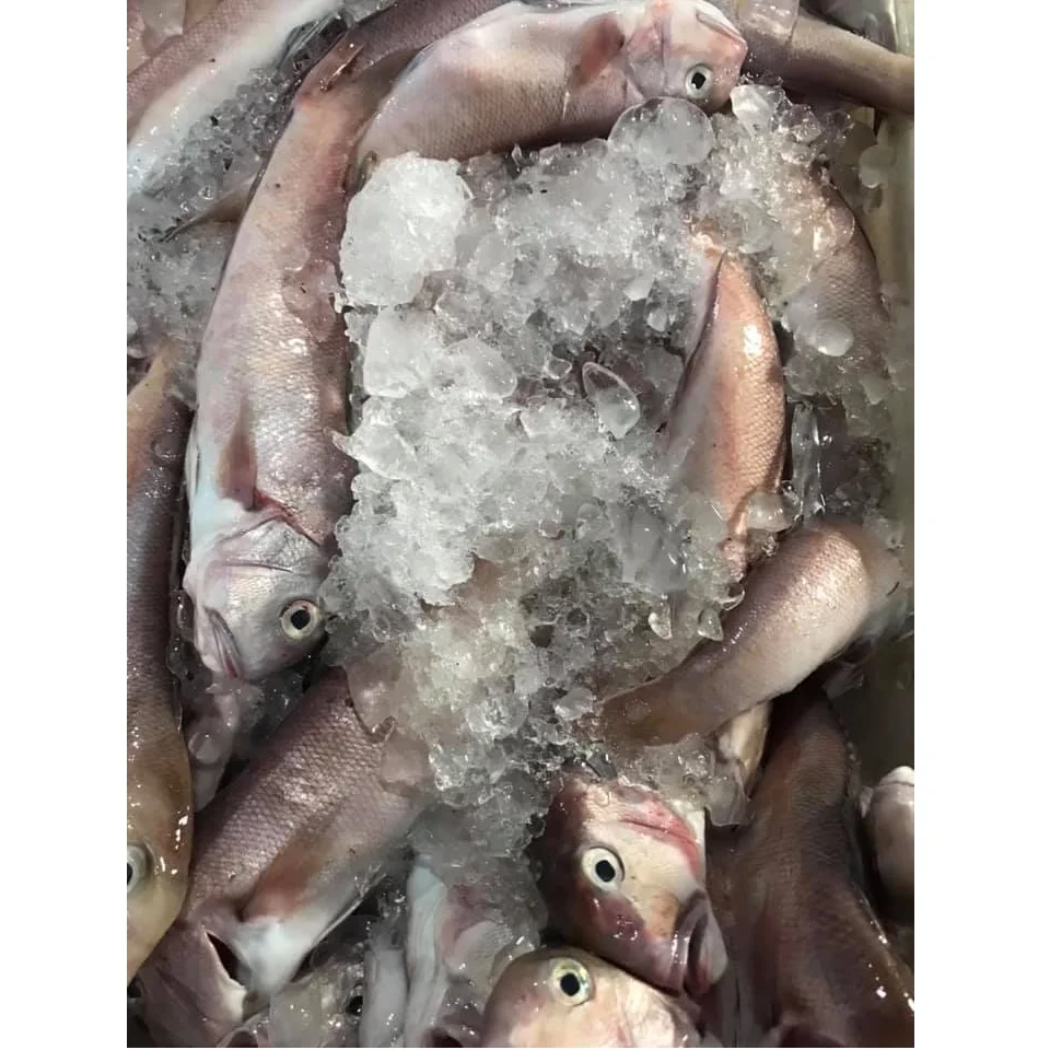 Best selling Delicious Seafood Frozen Nature Air-dried Body Part Dried Horsehead Fish For Sauce/Fry from Vietnam for Sale