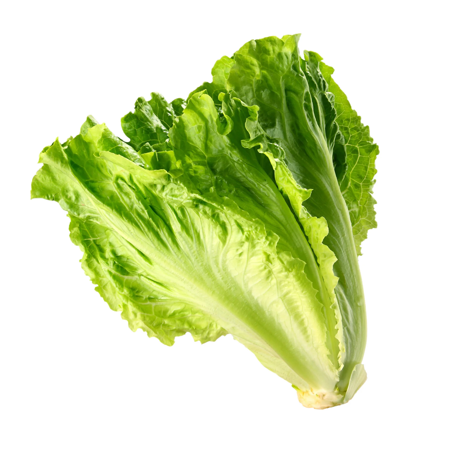 Салат-высокое качество