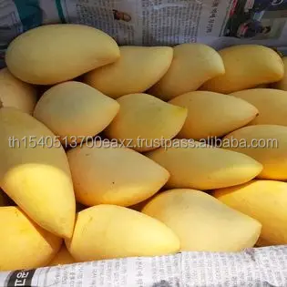 Premium Mango fruit (Thai Numdukmai ) (Golden Flower)