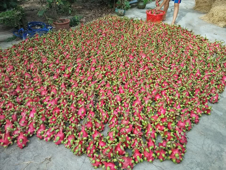 FRESH DRAGON Dragon Fruit Grade 1 Grade Red Skin Natural, Red or White (inside) Natural Sweet COMMON Cultivation 300