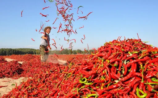 dried chili