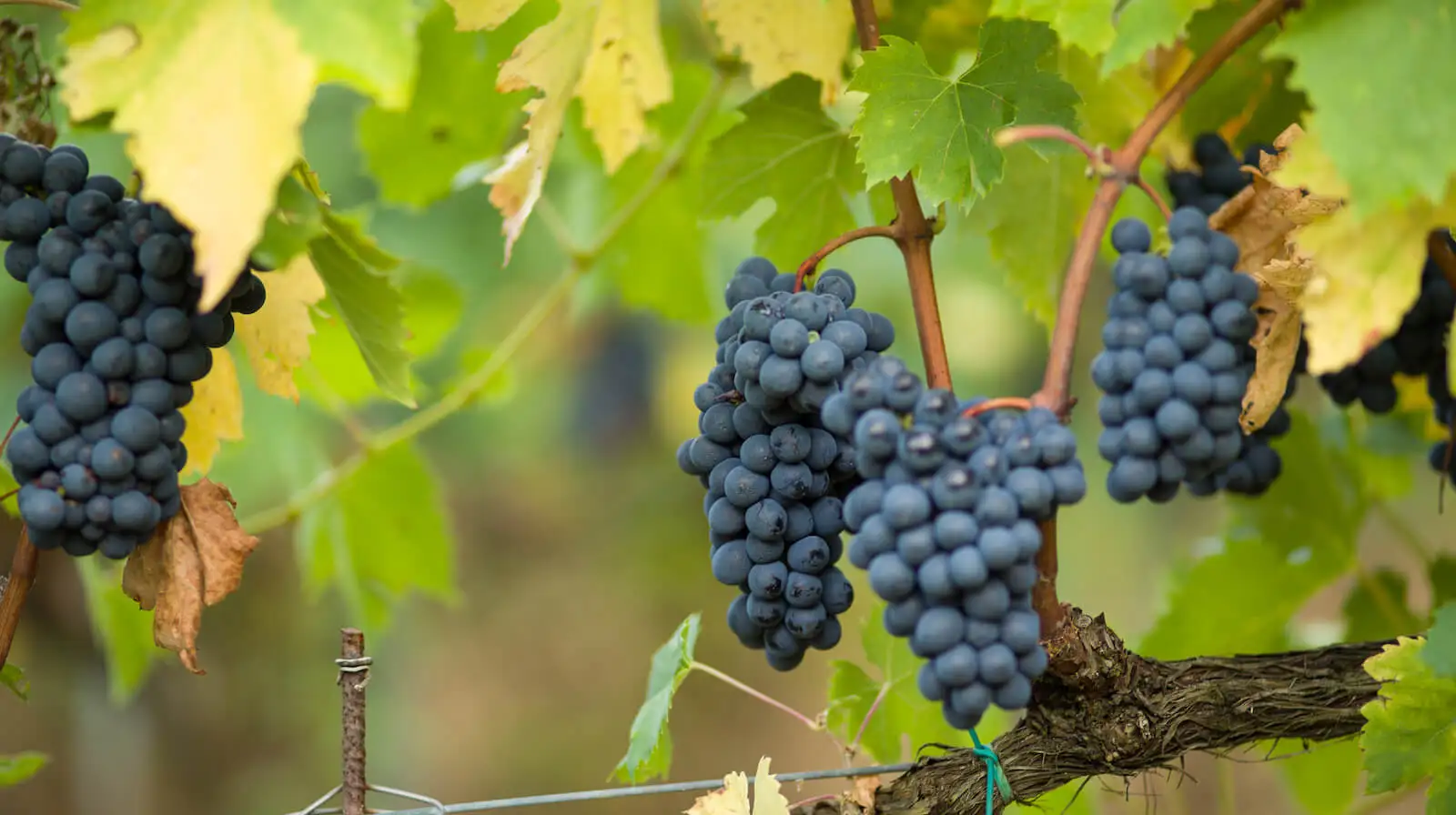 New Product 2021 Mini Format no Artificial Colors Red Wine From Italy  0.25 L Ideal as Aperitif  Wine