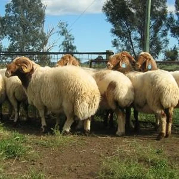 
Healthy alive best quality awassi sheep for sale 