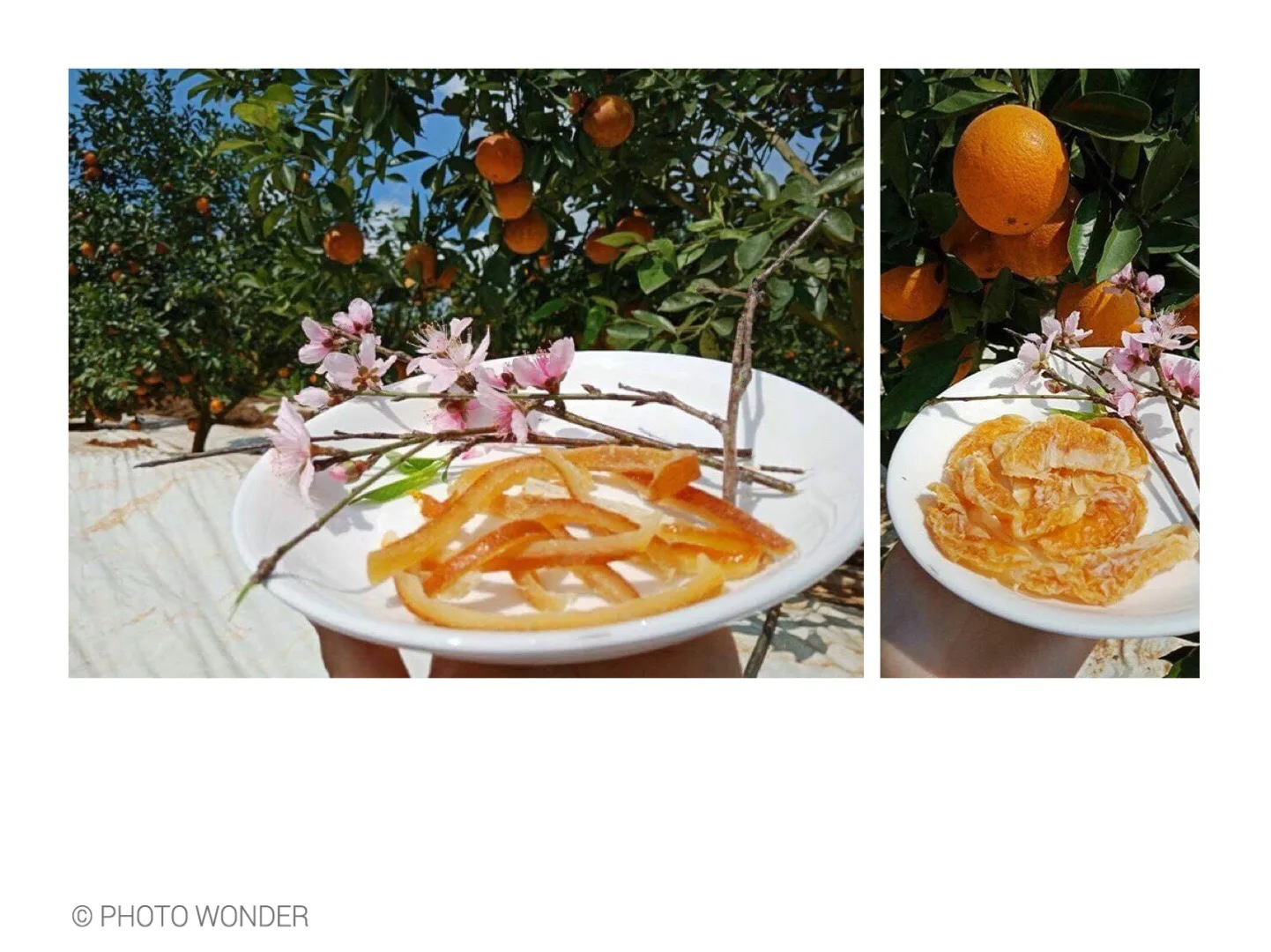 Wholesale Price Sweet And Sour Delicious Bulk Fresh Organic Dried Oranges exported from Vietnam Supplier