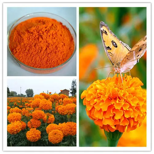 Factory supply Good Quality Eye Protection Marigold Flower Extract Lutein